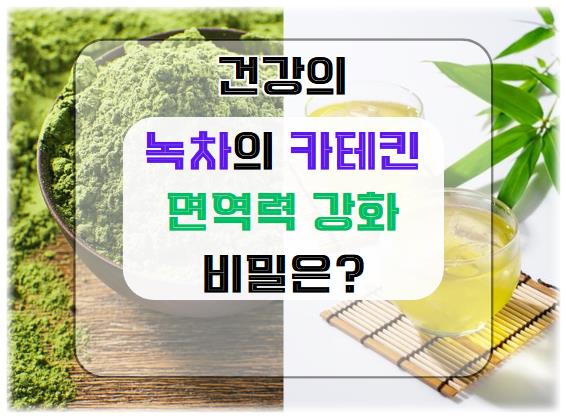 녹차의 카테킨: 면역력 강화와 건강의 비밀은?