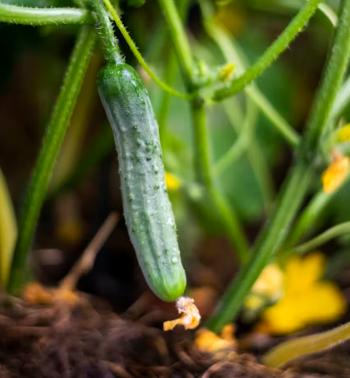 오이 효능 부작용 고르는법 칼로리