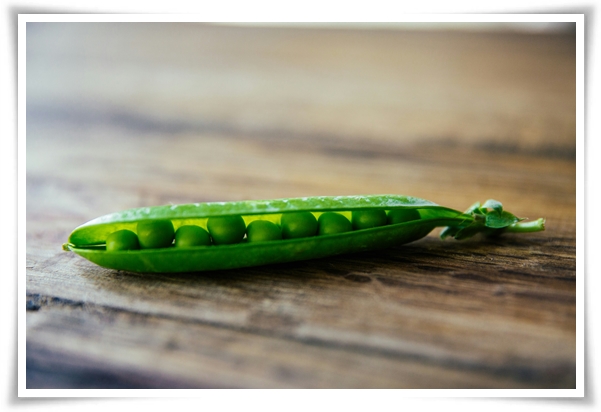 &quot;10월 하순, 완두콩 심어보세요!&quot; 겨울을 이겨낸 완두콩 건강한 영양소 듬뿍!