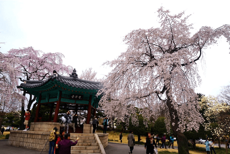 현충원의 수양벚꽃 개화 전경