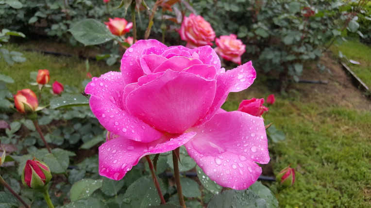 장미꽃 필 무렵