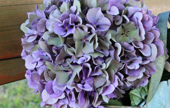 장생포 수국축제 최신 정보 16