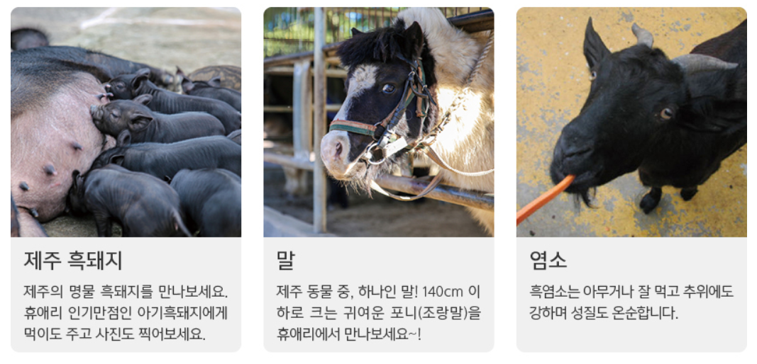 동물먹이주기 체험