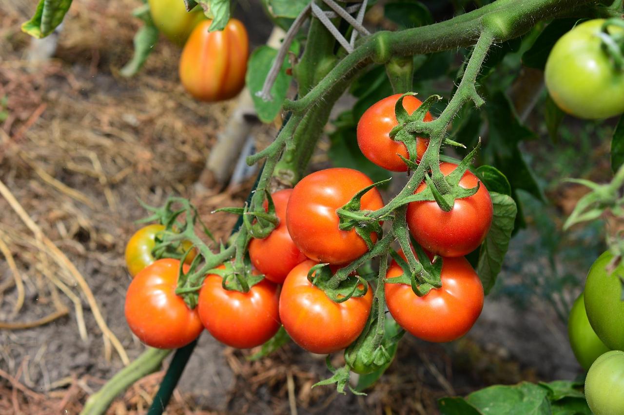 전립선에 좋은 음식