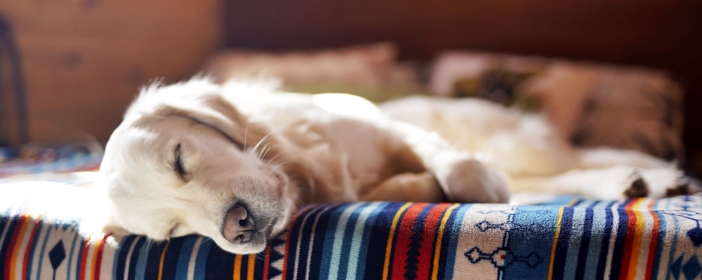 강아지 앉아 훈련 4