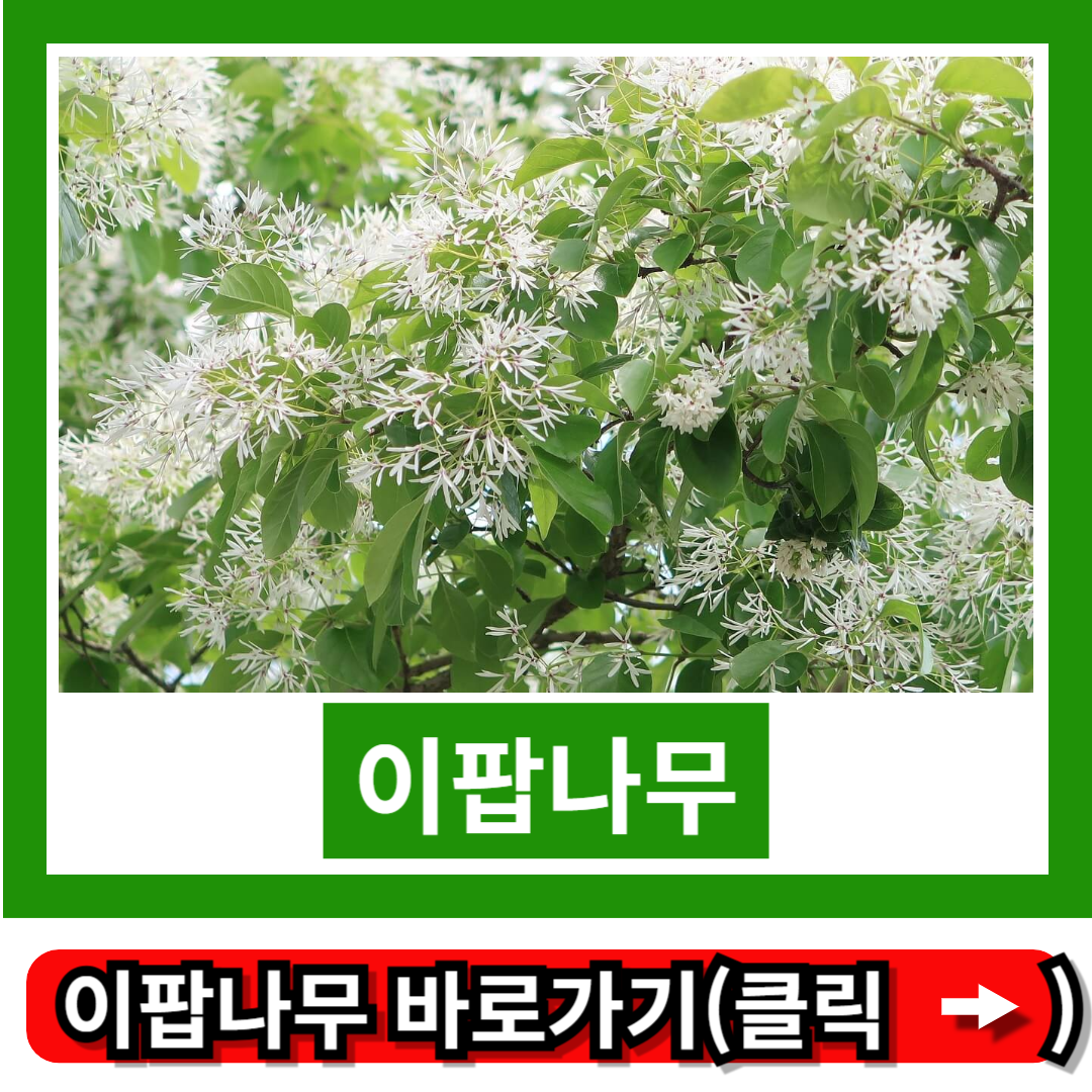 이팝나무
