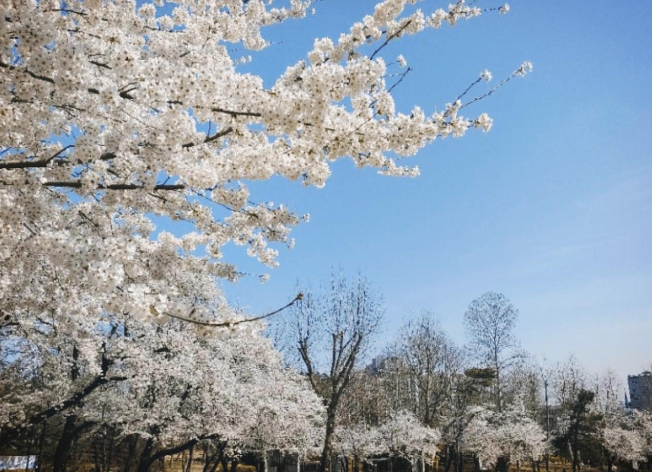 어린이대공원 벚꽃