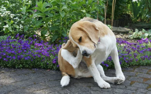 강아지사진/출처:어도비스톡