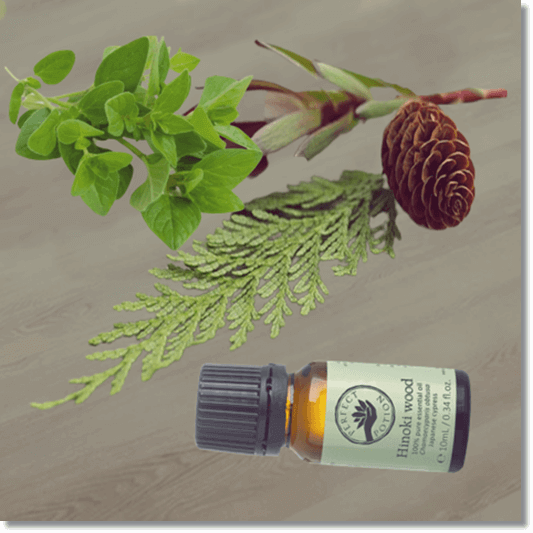 사비넨 식물 편백나무와 솔방울 마조람 및 오일