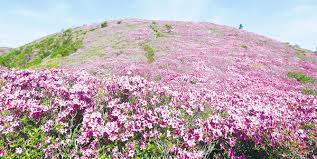 제 20회 일림산 철쭉문화행사 기본일정과 특징 소개