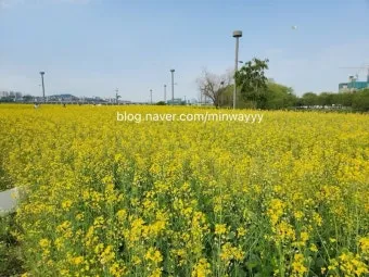 서래섬 유채꽃 축제 2025 서울 봄꽃 명소_7