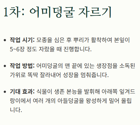 참외 순치기 방법