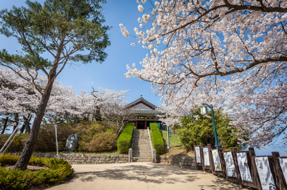 강릉 벚꽃축제 일정