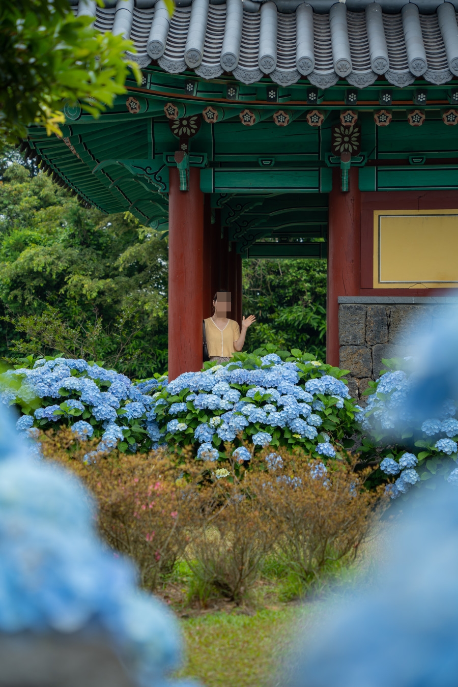혼인지 수국 스냅