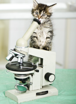 현미경과 고양이.