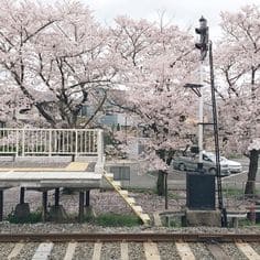 벚꽃