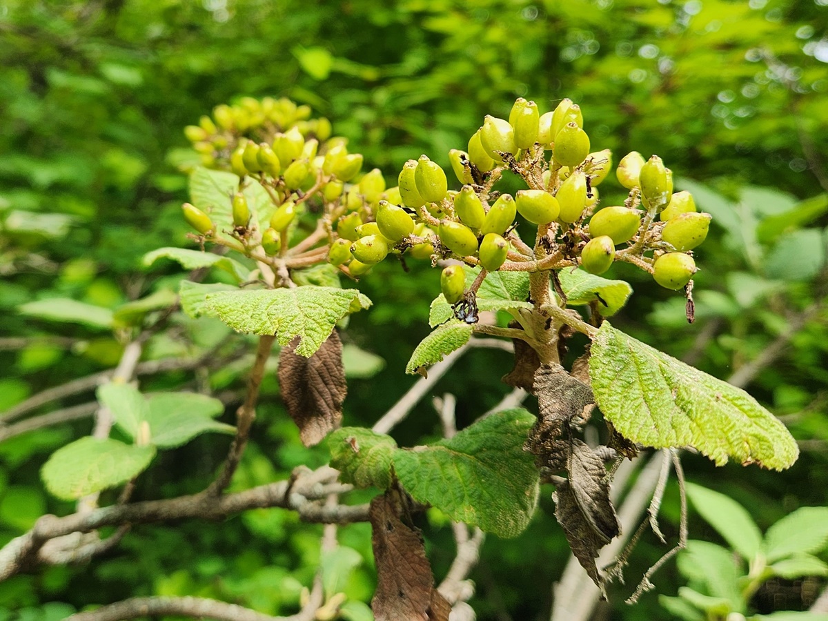 산분꽃나무