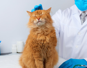 병원에서 싫은 표정을 짓는 고양이