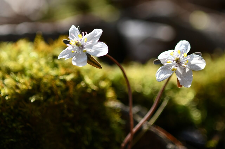 2월에 피는 꽃 변산바람꽃