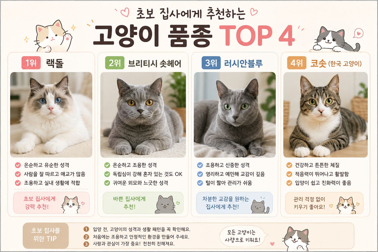 초보 집사에게 추천하는 고양이 코숏