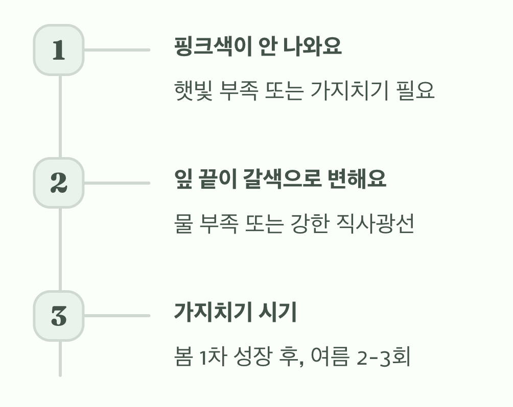 플라밍고셀릭스 키우기, 이 5가지만 알면 실패 없이 핑크빛을 볼 수 있어요!