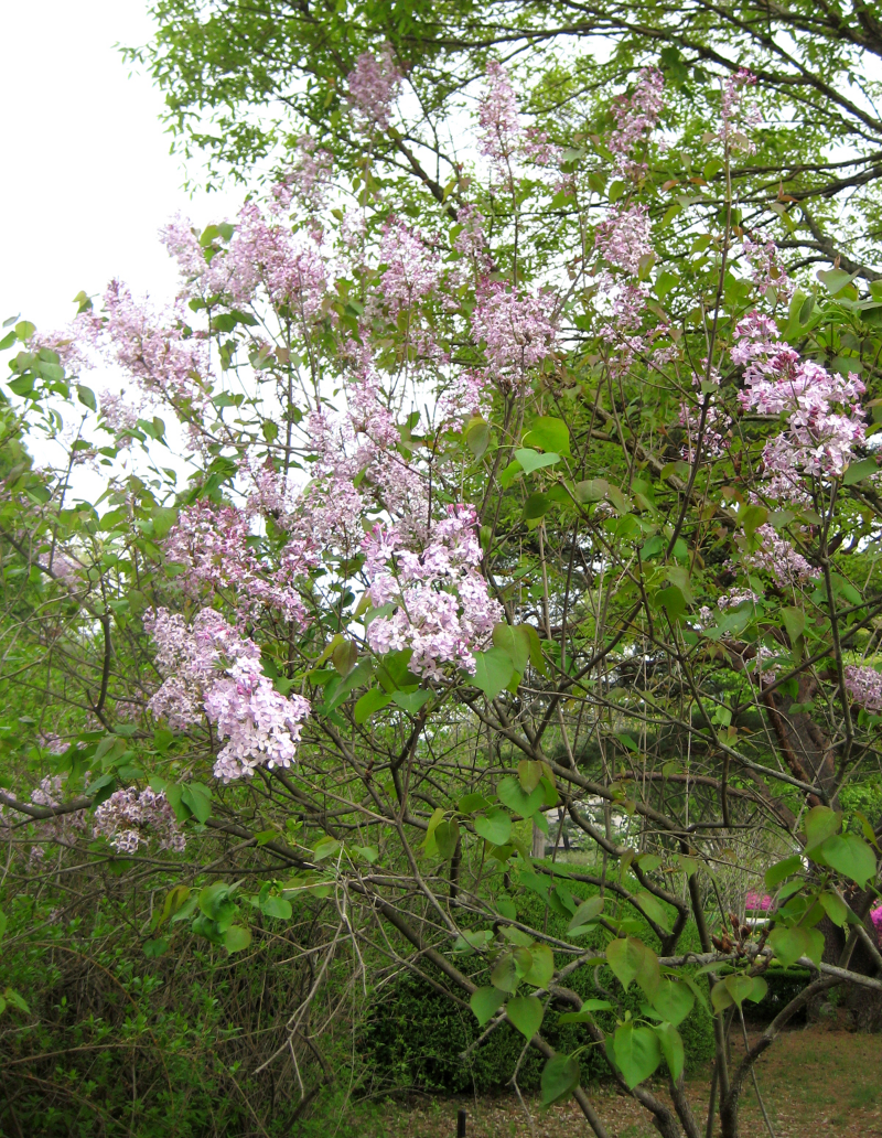 수수꽃다리 수형1