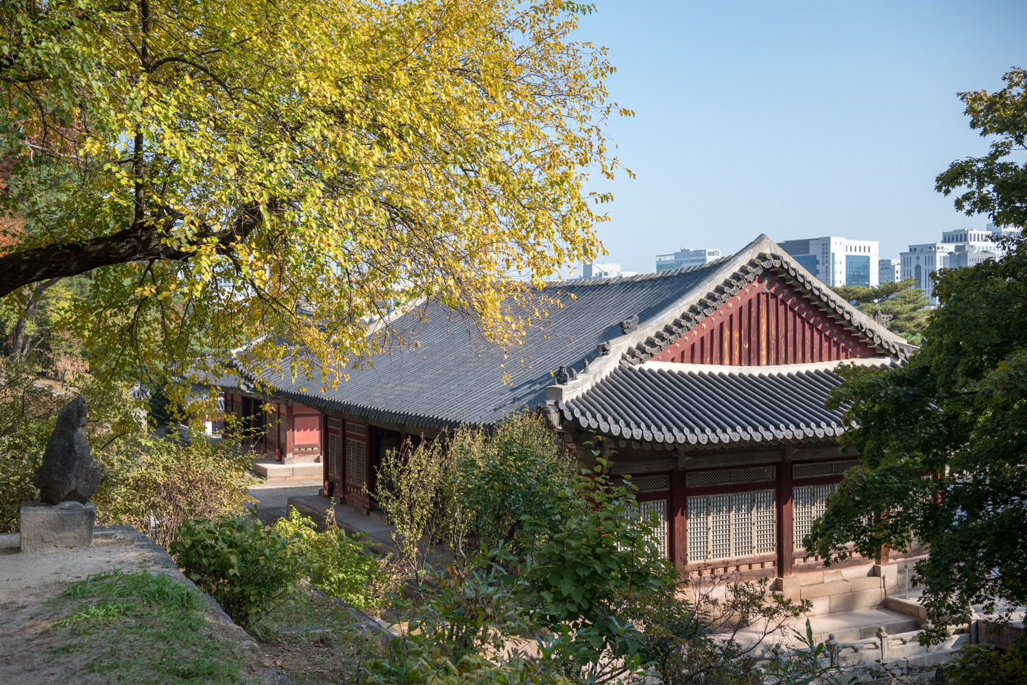 2024년 10월 30일 창경궁 단풍 근황