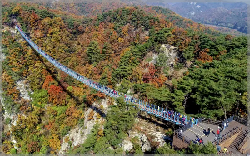 소금산 출렁다리_1