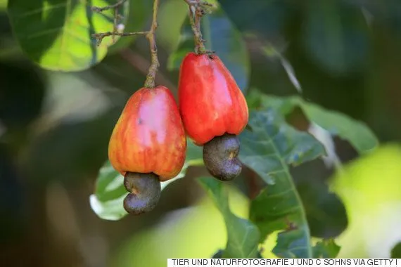 캐슈넛 효능 부작용 섭취량_5