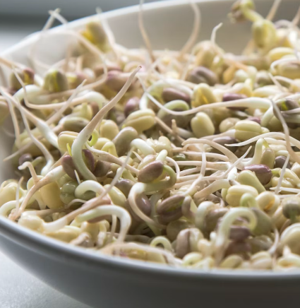 콩나물 효능 부작용 숙취 칼로리