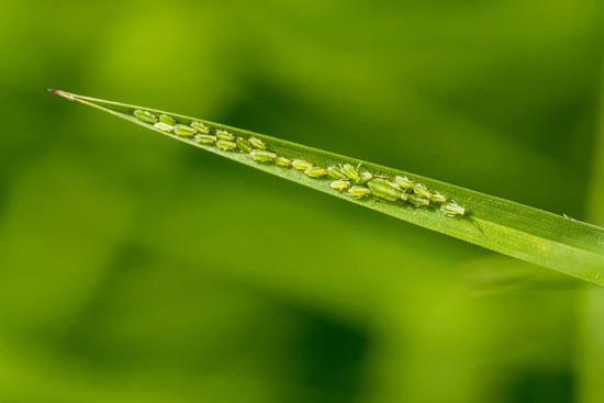 화초와 텃밭의 불청객 진딧물, 예방/퇴치/천연 살충제