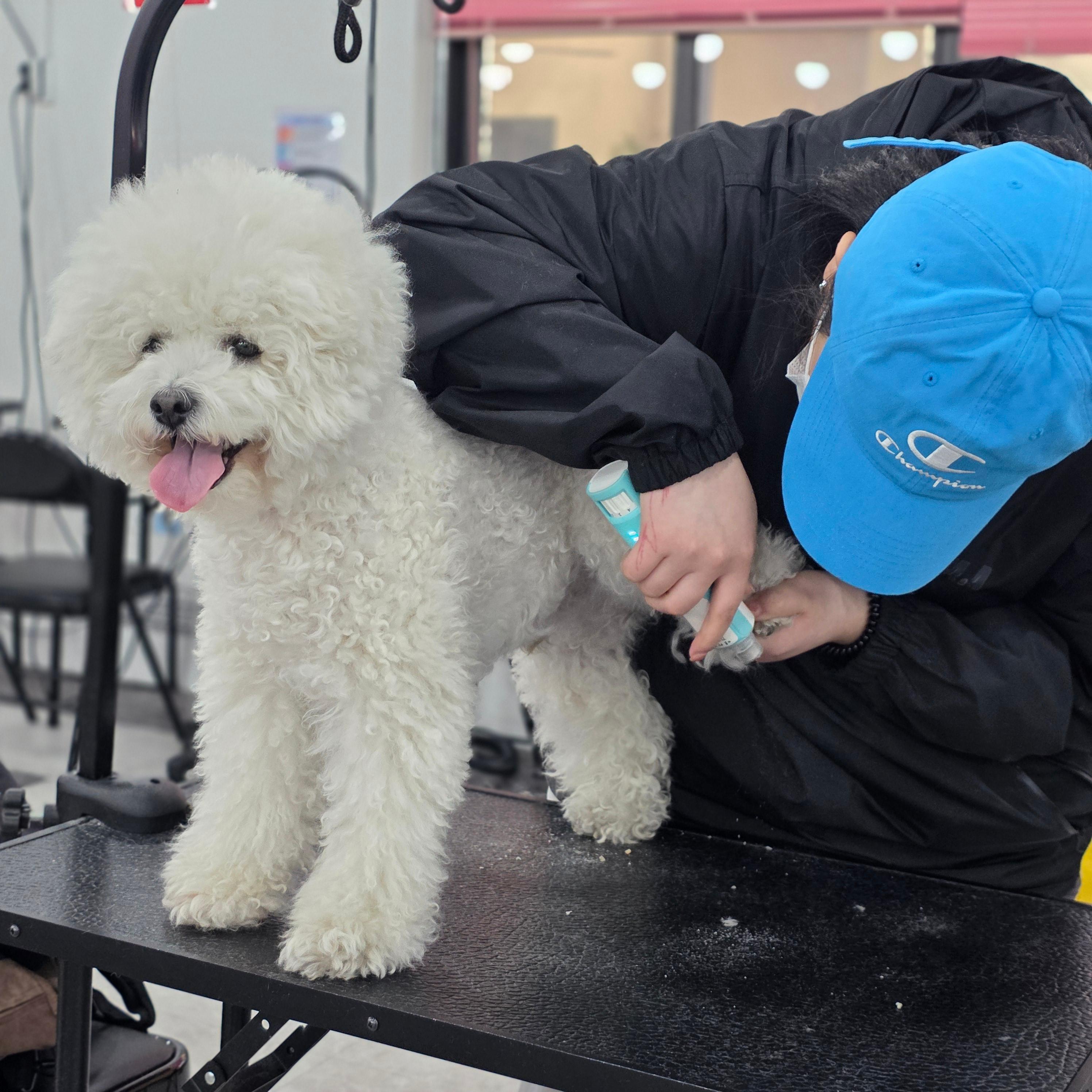 진주애견미용학원