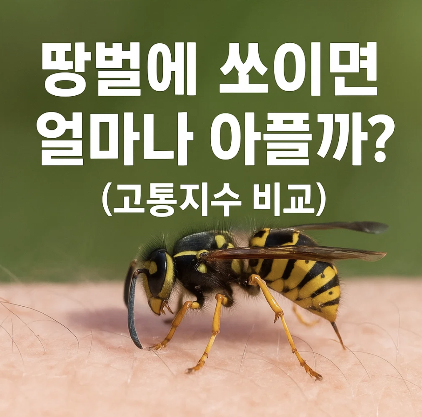 땅벌에 쏘이면 얼마나 아플까? (고통지수 비교)