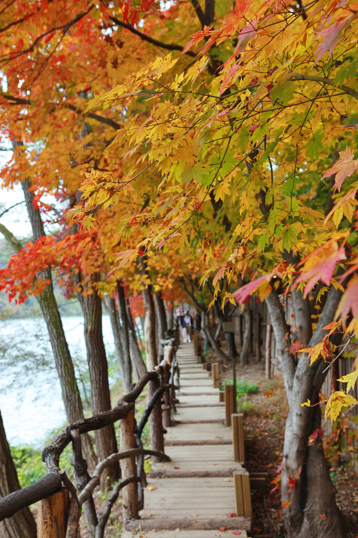 [서울 근교 여행지] 남이섬 봄 여행 필수 코스 ❘ 벚꽃 명소, 자전거길, 셔틀 시간표, 입장료, 배시간, 맛집 정보 모음