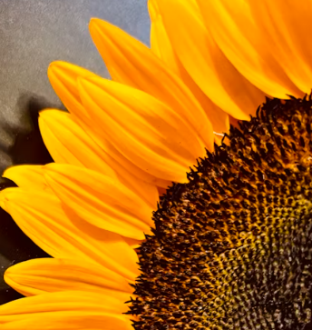 비타민E가 많은 음식