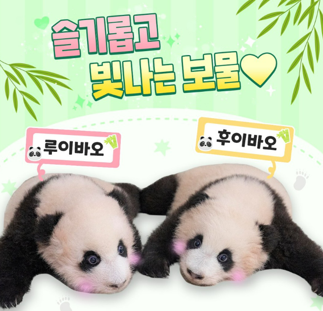 에버랜드 루이바오 후이바오