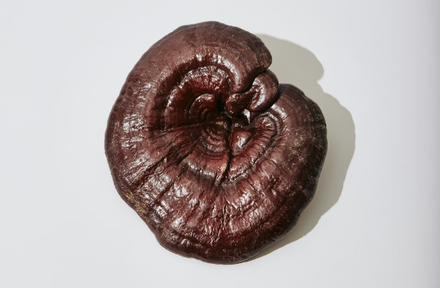 영지 버섯 차 효능