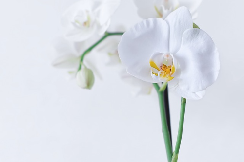 난초 (Orchid)의 이야기, 꽃의 상징과 꽃말, 종류와 색상, 재배 요령