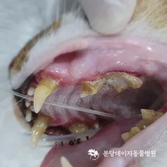 고양이치주염 증상 진단 치료 및 예방법_23