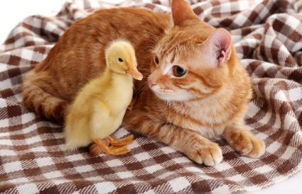 고양이와 작은 새들.