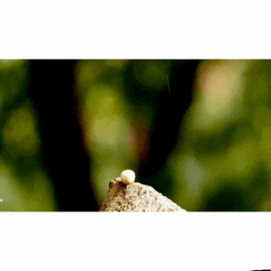 견과류 챙겨 먹기