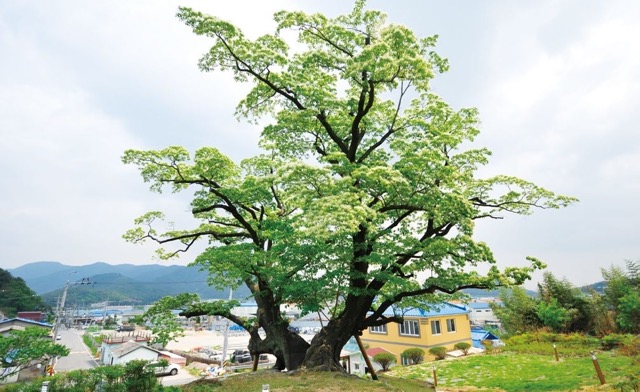 이팝나무꽃 명소