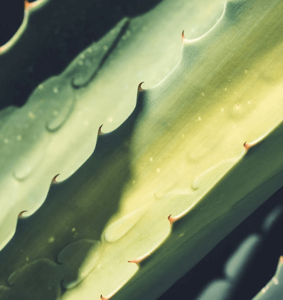 구내염에 좋은 음식 - 알로에