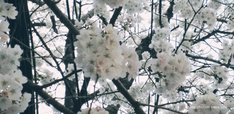 온천천 벚꽃