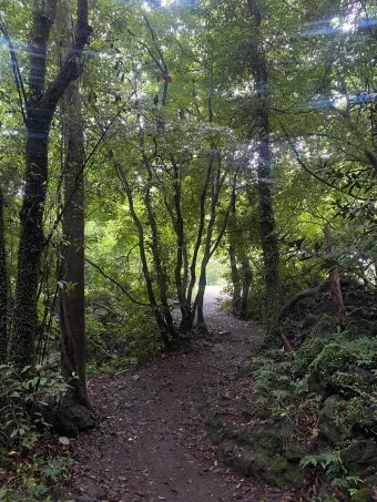 제주 곶자왈 숲길 산책 원시림 초록 힐링 여행_25
