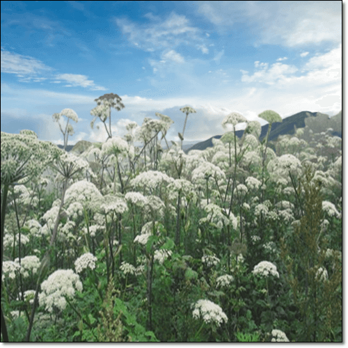 구릿대 먹는 법