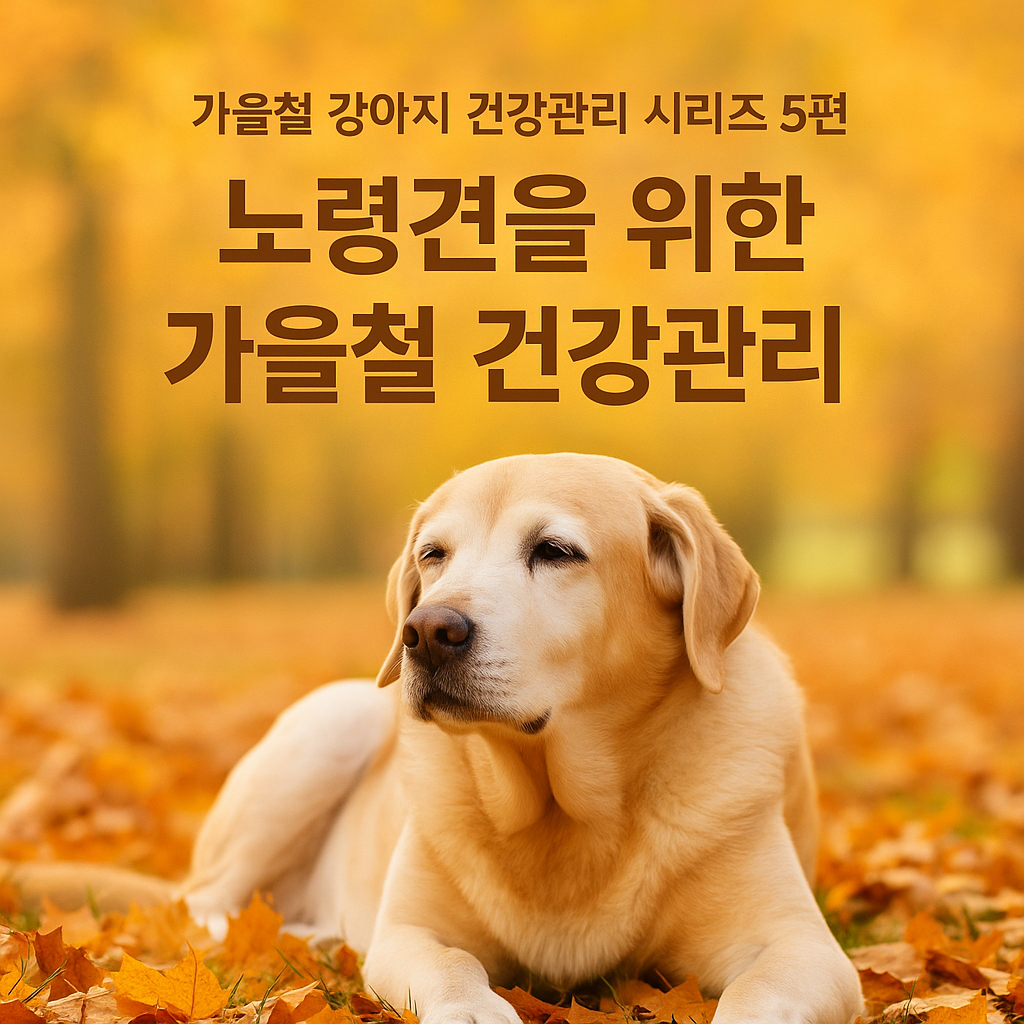 노령견을 위한 가을철 건강관리 이미지
