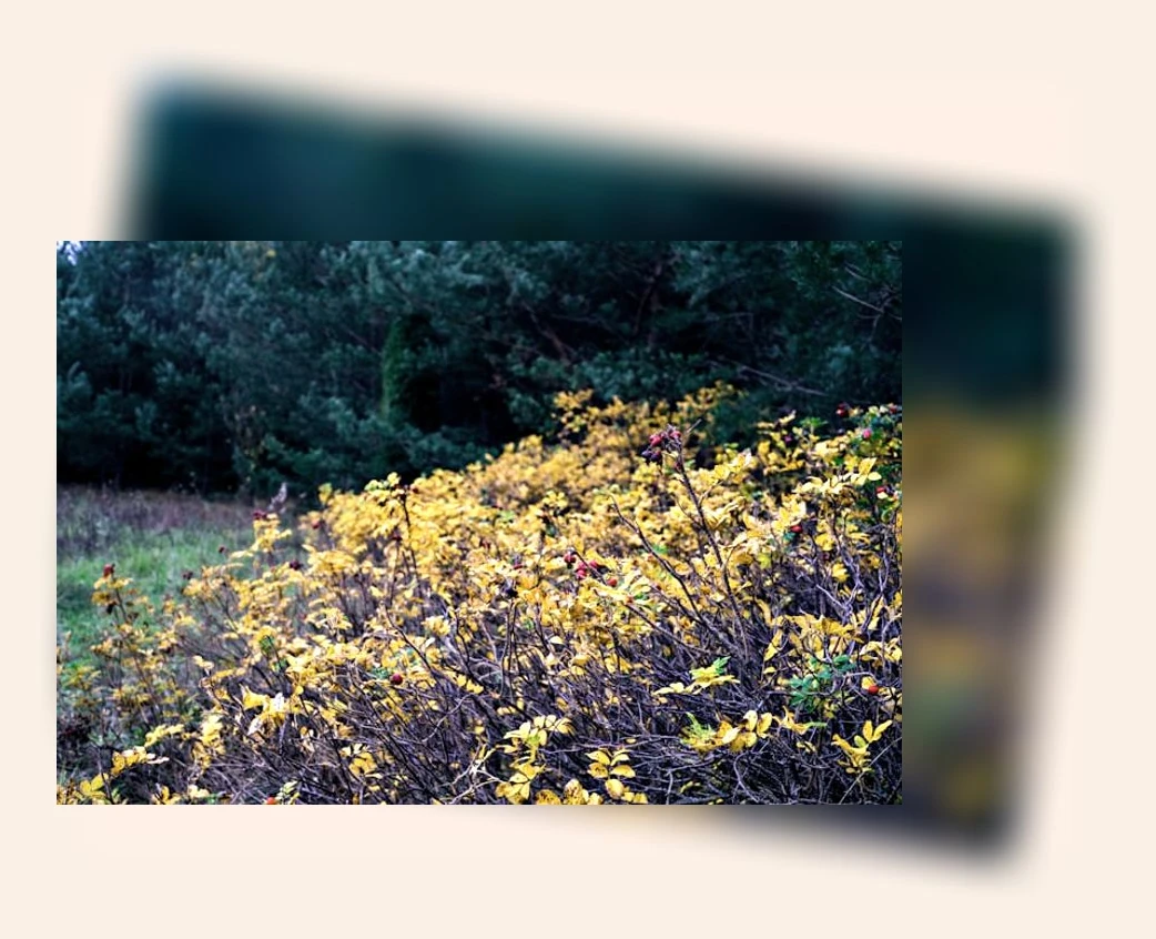 고관절 건강_2_subsection