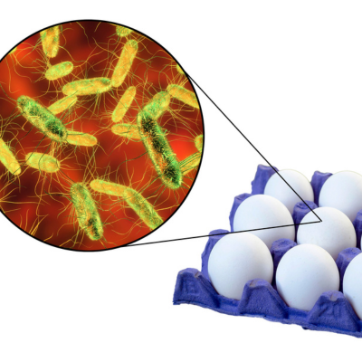식중독을 일으키는 식중독 균
