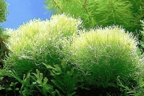 스피루리나 효과01